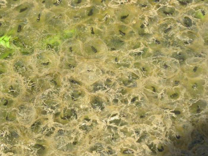 Ovature di rana temporaria